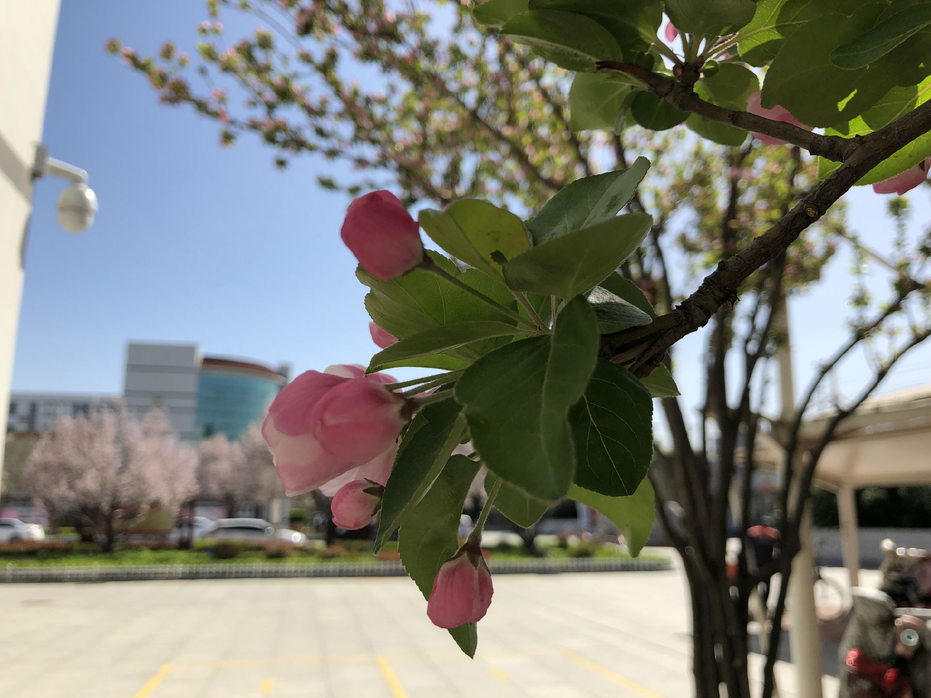 微信图片_2020040309172613.jpg
